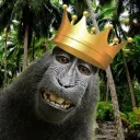 king_of_monkey avatar