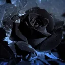 blackrose0441