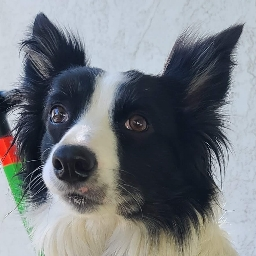 babytrotter's Avatar