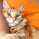 oranj3593