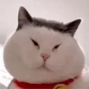 0xtompoes