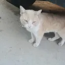 ketcatof avatar