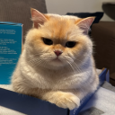 avatar ᴋɪʀᴀ ❣