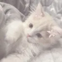 bvnny.meow