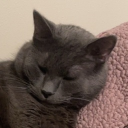 avatar ≽^•⩊•^≼