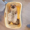 peoperer