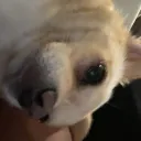 _blzyy