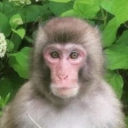 avatar Koustav Goswami