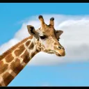laloooo2881