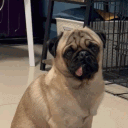 HenryMops