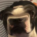 dogisinthehouse