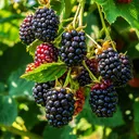 blackberry4092