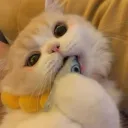 kaceyk.