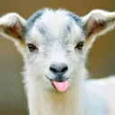 vertigoat5298
