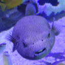 avatar 𝕋𝔹𝟙𝟠𝟠