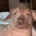 skynyrdz