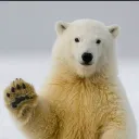 bigpolarbear84