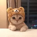 devsnows