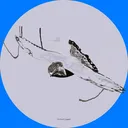 ani_the_pigeon