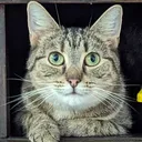 cryptofeline