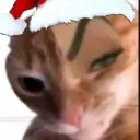 gato.7