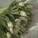 ellaswiftxx