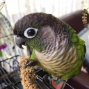 avatar <•Parrott•>