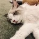 haobogu