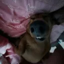 bowchi9 avatar