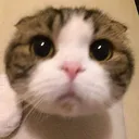 .antisushi