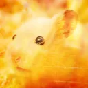 hamstercrc