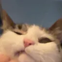 rikachuto