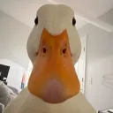 .xrqhn