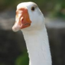 avatar Goose