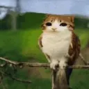 shartinhas