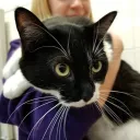 mr.cat69699