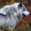 avatar 🐺🐺🐺🐺🐺🐺🐺🐺🐺🐺🐺🐺🐺🐺🐺🐺