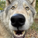 avatar 🐺🐺🐺🐺🐺🐺🐺🐺🐺🐺🐺🐺🐺🐺🐺🐺