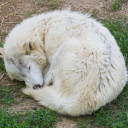 avatar 🐺🐺🐺🐺🐺🐺🐺🐺🐺🐺🐺🐺🐺🐺🐺🐺