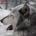 avatar 🐺🐺🐺🐺🐺🐺🐺🐺🐺🐺🐺🐺🐺🐺🐺🐺