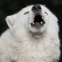 avatar 🐺🐺🐺🐺🐺🐺🐺🐺🐺🐺🐺🐺🐺🐺🐺🐺