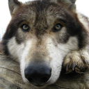 avatar 🐺🐺🐺🐺🐺🐺🐺🐺🐺🐺🐺🐺🐺🐺🐺🐺