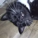panther_boyy avatar