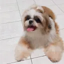 robertwirawan