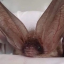 avatar BenSherman1963