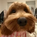 soygarlic_wings