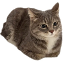 Discord Avatar