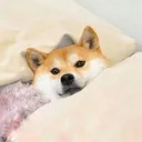 toastedboie