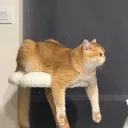 blondej5768