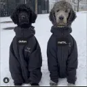 korolbfinance